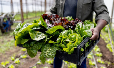 Au apărut primele verdețuri din acest sezon. Cu cât se vinde salata verde în piețe. Producător: „Nu putem să facem față solicitărilor.”