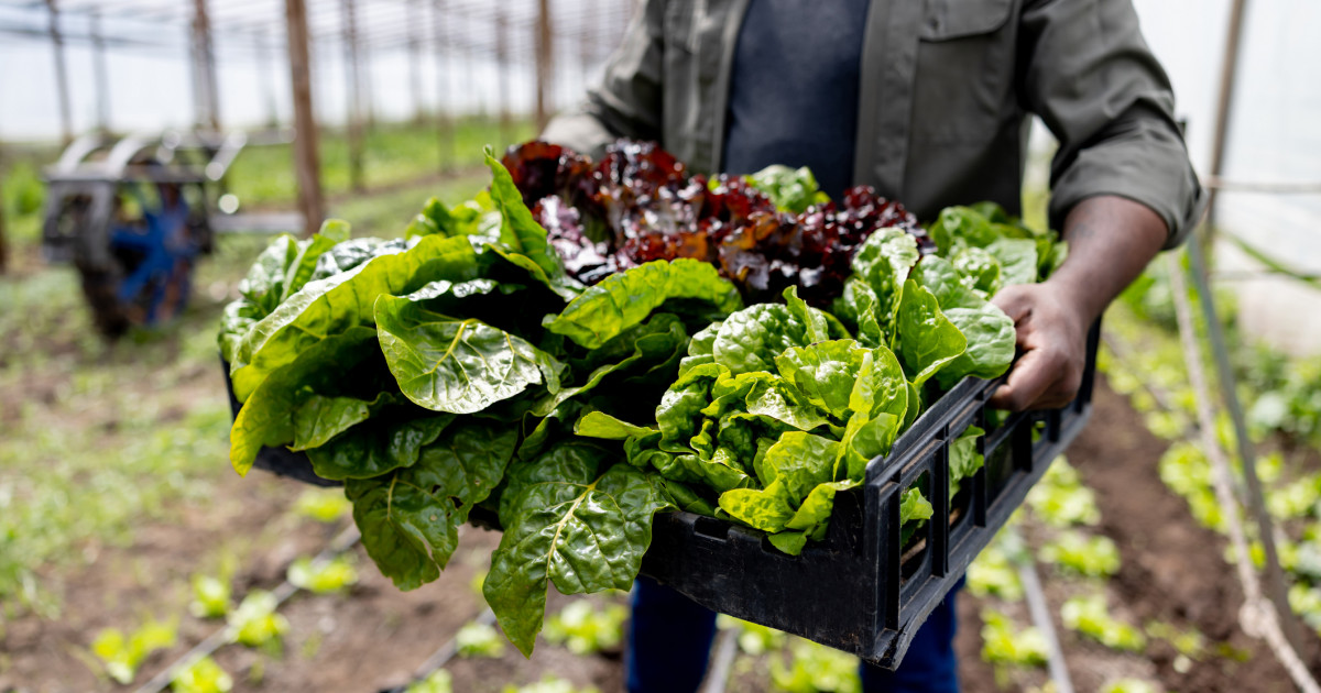 Au apărut primele verdețuri din acest sezon. Cu cât se vinde salata verde în piețe. Producător: „Nu putem să facem față solicitărilor.”