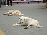 O organizație afirmă că animalele au „drepturi și libertăți”. Ele trebuie să beneficieze de un „tratament uman”.