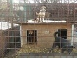 Lipsă de locuri la un adăpost din Onești. Puțini oferă adăpost patrupedelor. „Am nevoie de câine pentru că am dușmani”