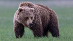 Urs grizzly liber după ce a atacat un grup de școlari în Canada, rănind 11 persoane