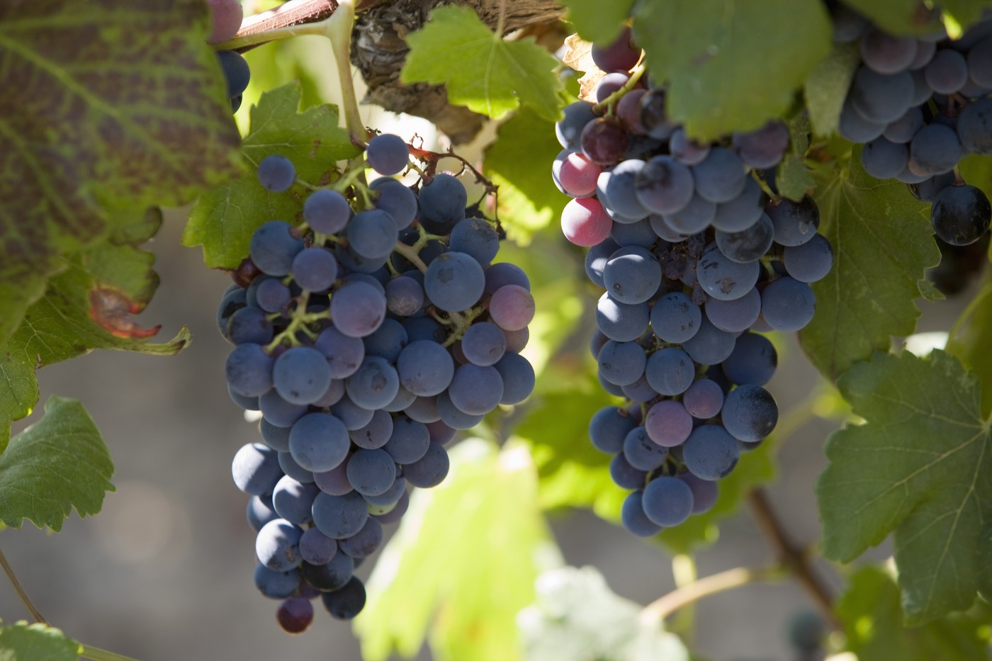 Franța va aloca 130 de milioane de euro pentru a defrișa plantațiile de viță de vie, din cauza supraproducției de vin.