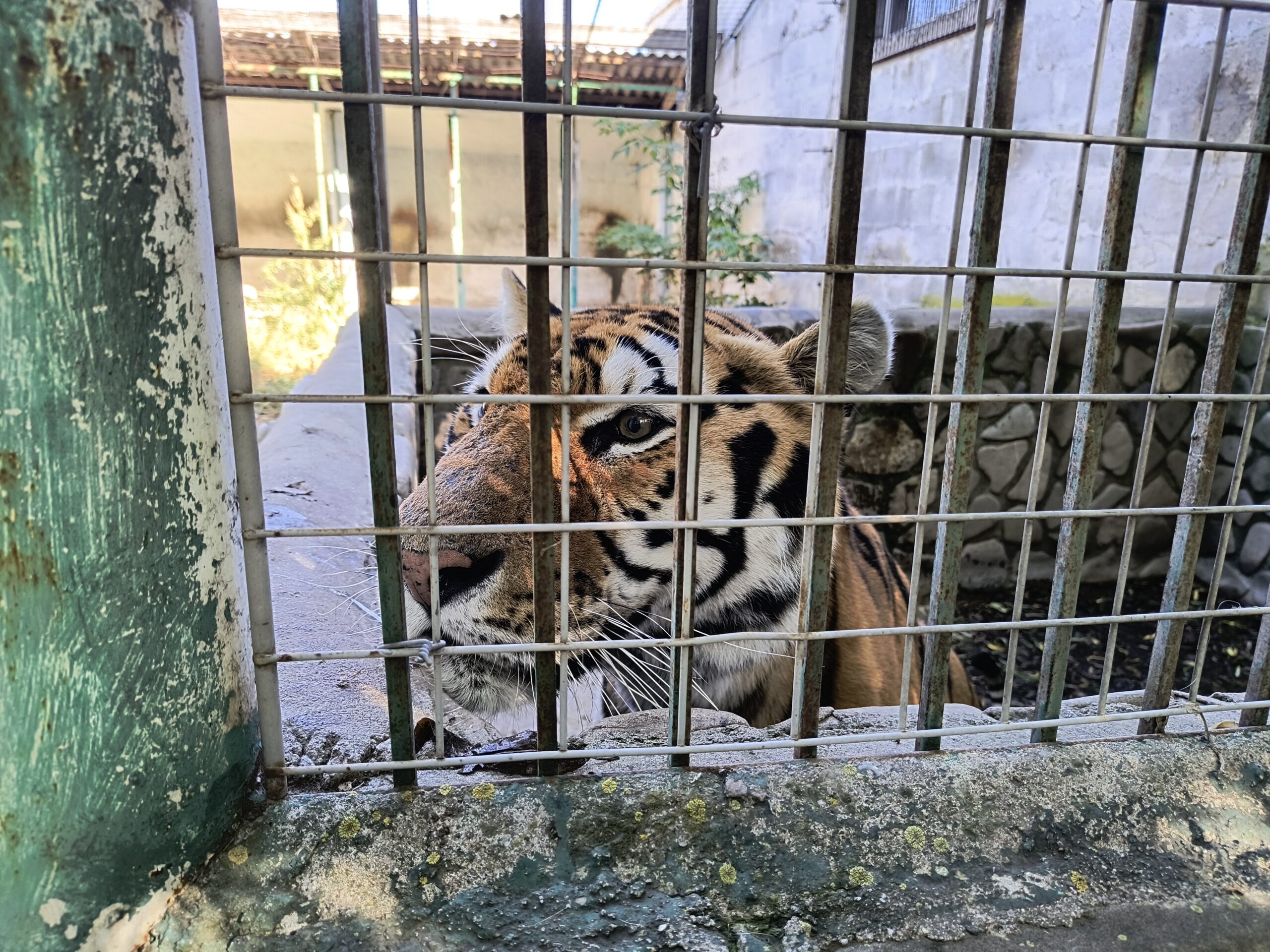 Prețul unui tigru în România: O investigație sub acoperire despre comerțul ilegal cu animale exotice.
