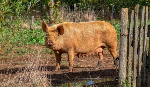 O familie de fermieri avea o plantație de canabis sub ferma de porci: „Au încercat să se decojească rapid de datorii”