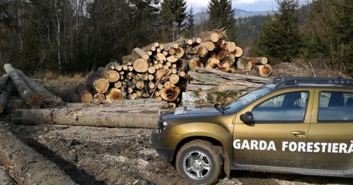 Guvernul a validat reorganizarea Gărzii Forestiere: se mărește numărul posturilor pentru angajații de teren.