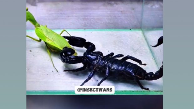 Lupte brutale cu animale pe Instagram: „1,2 milioane de oameni se uită online”