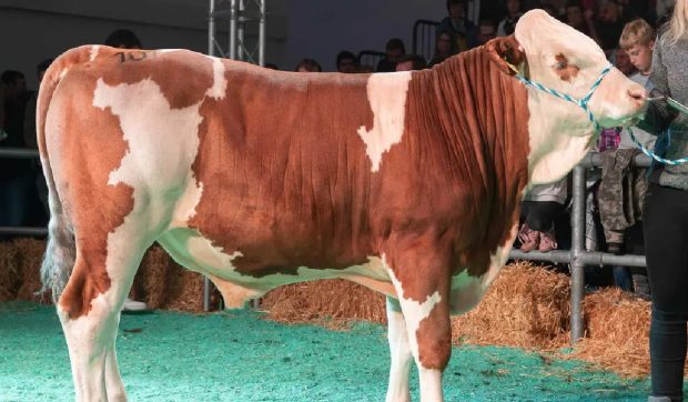 Un taur a fost vândut pentru aproape 150.000 de euro. Ce îl face atât de special?