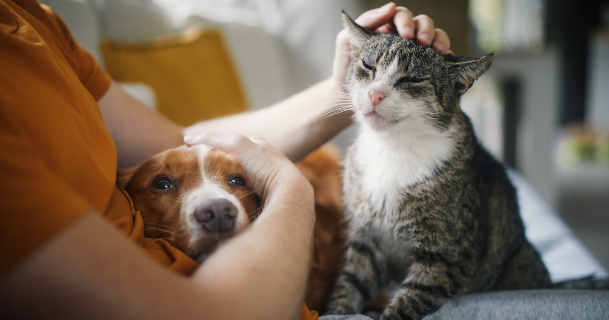 România are 8,6 milioane de câini și pisici. Care este cheltuiala lunară a unei familii pentru animalul de companie?