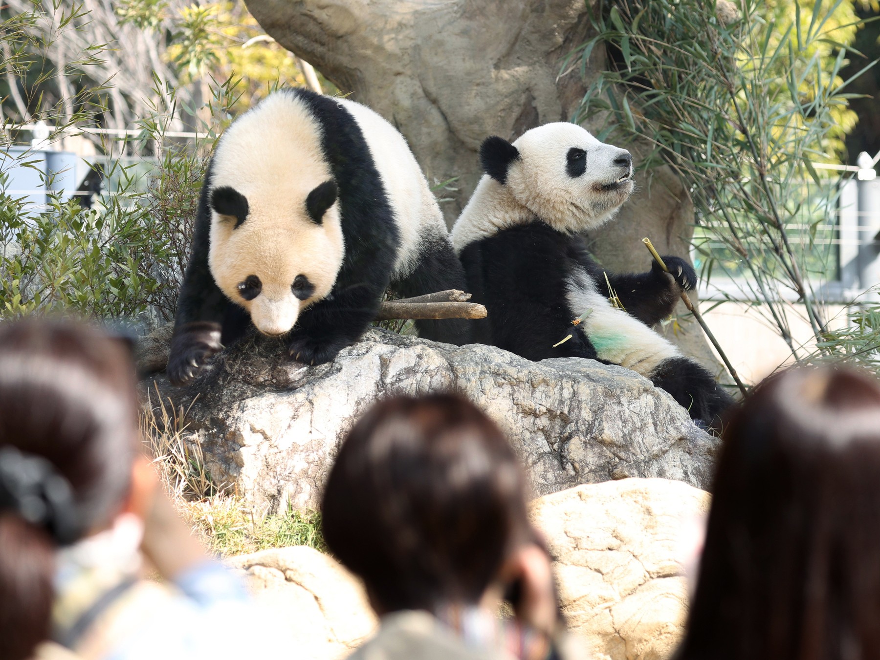 Cozi și lacrimi la Tokyo după anunțul că Japonia va rămâne fără ultimii săi doi urși panda