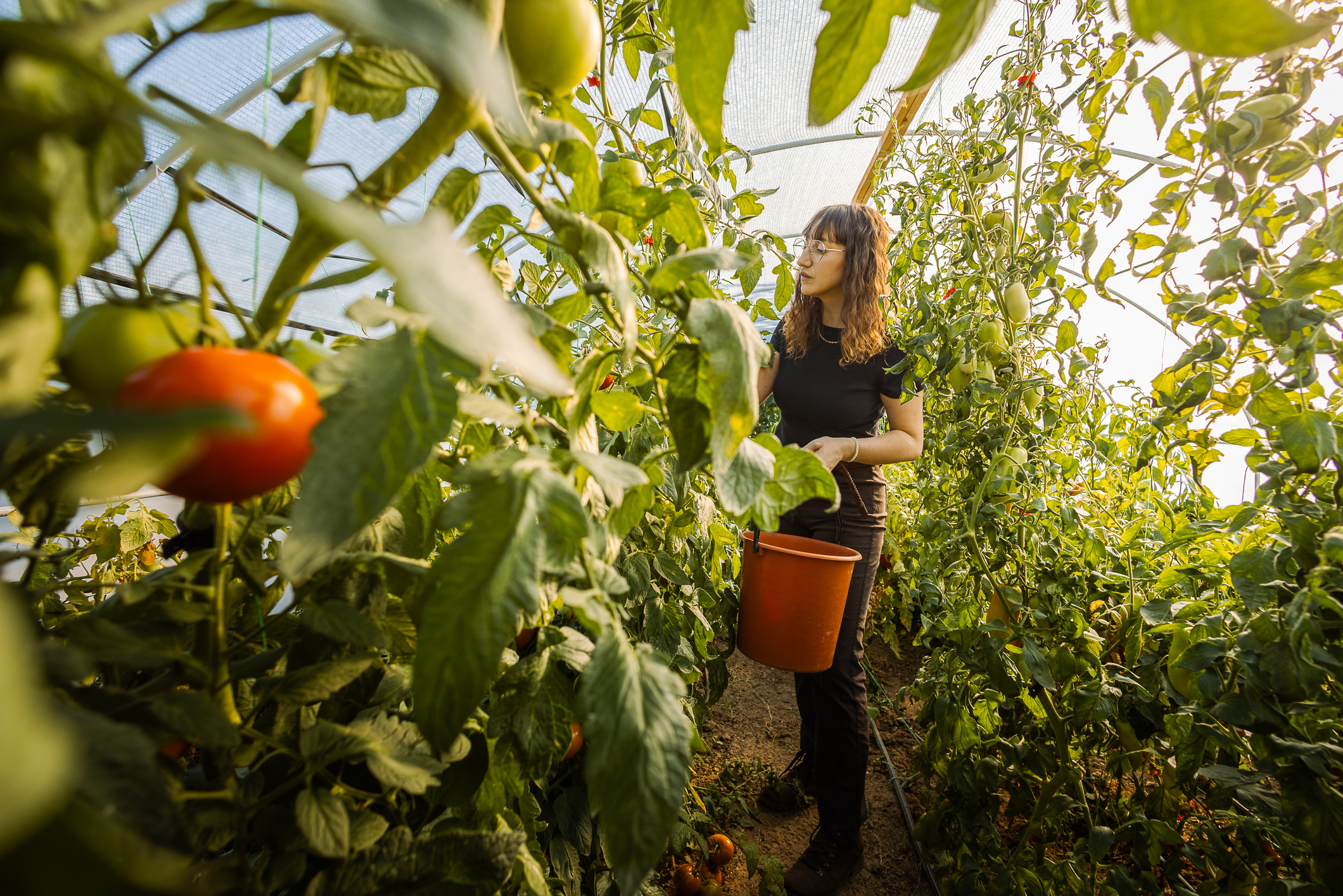 Cheltuieli de zeci de mii de lei pentru încălzirea solariilor, prețuri mai mari pentru legume în piețe. Care ar putea fi costul primelor roșii pe tarabe?