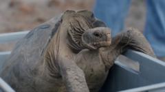 Țestoasele uriașe revin pe insula Galápagos după aproape 200 de ani