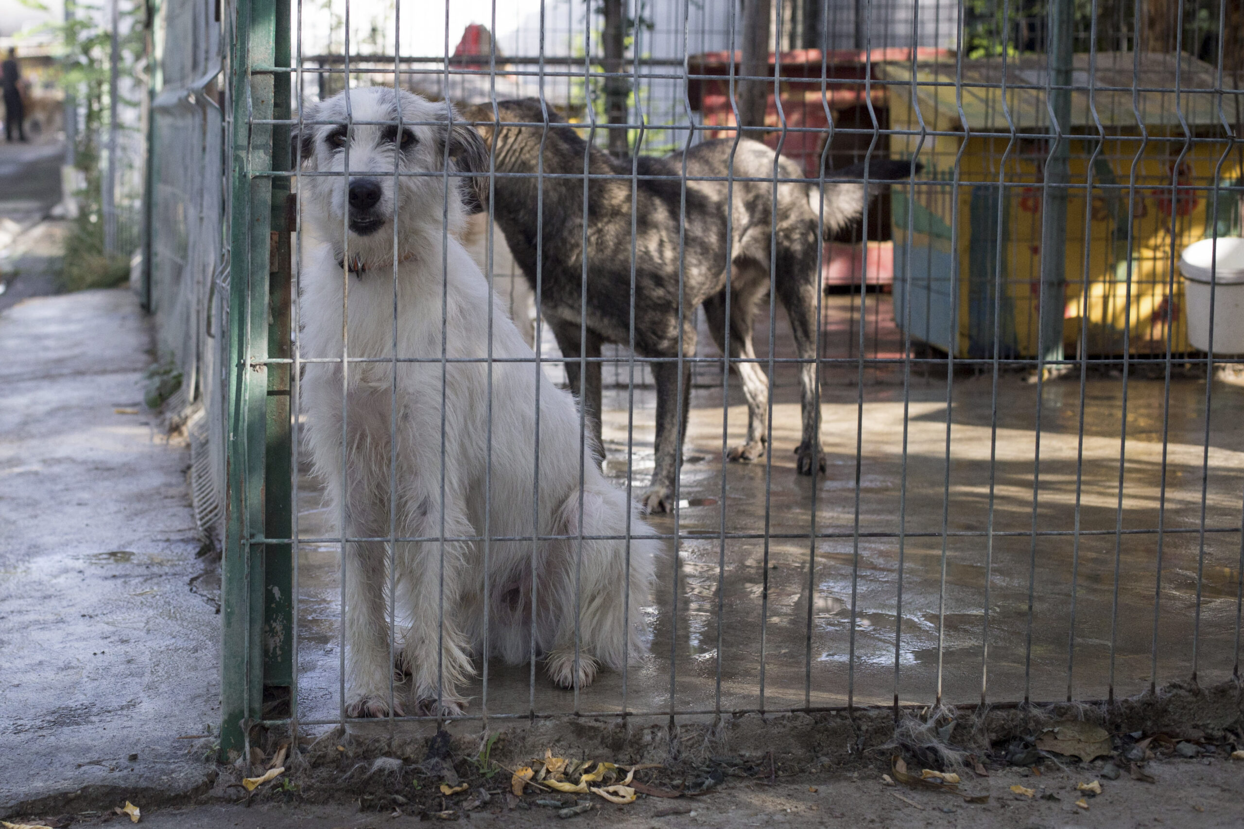 Avertisment despre riscul unei epidemii la nivel național, după ce toți câinii din padocul de la Suraia au fost preluați / Apel către autorități