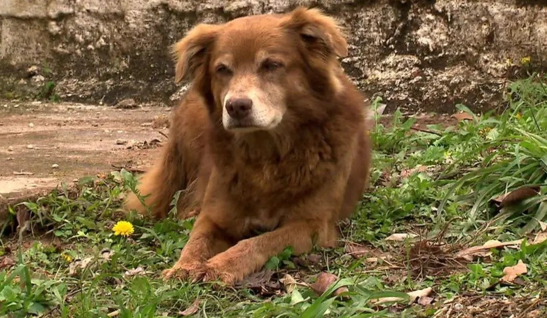 Un câine care a păzit timp de 10 ani mormântul stăpânei a modificat normele pentru înmormântarea animalelor de companie în São Paulo.