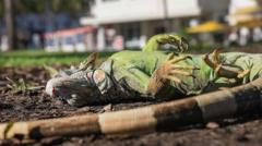 Iguanele din Florida sunt „înghețate” și cad din copaci.