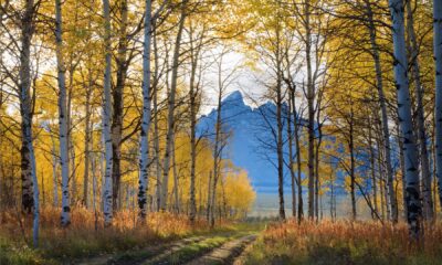 Pădurile din regiunile temperate, care au dispărut odată în mii de ani, sunt acum distruse în câteva decenii. Ce explică acest fenomen?