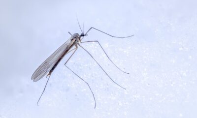 Coloniile de muşte invazive în Antarctica. Avertizarea cercetătorilor