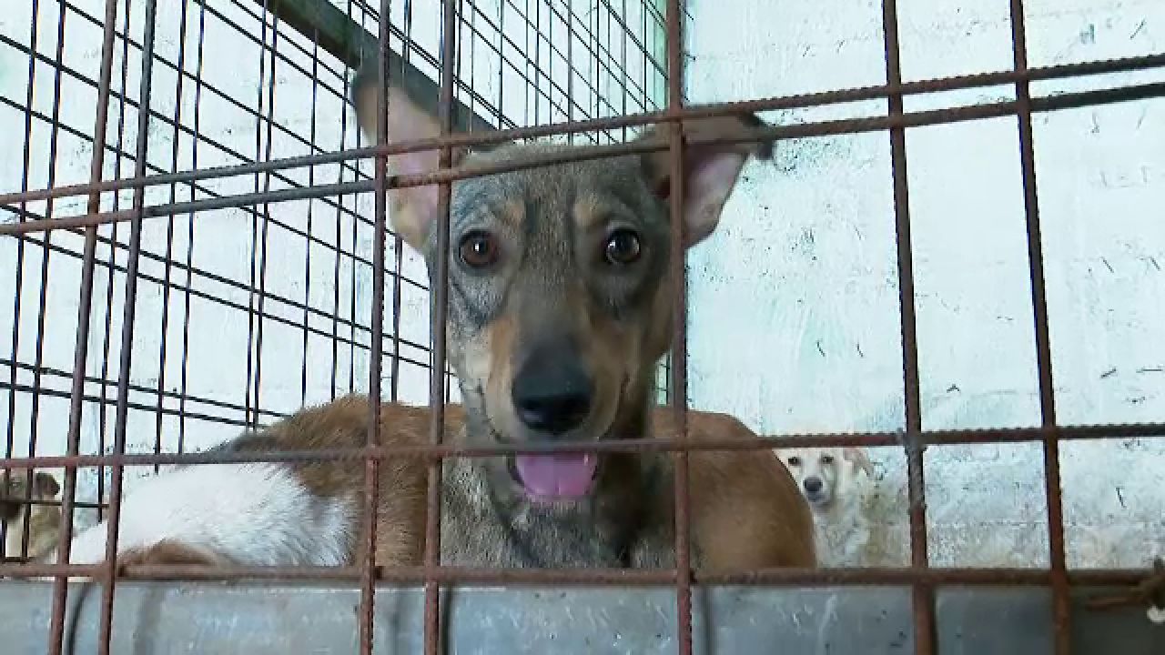 Imagini surprinzătoare la un adăpost de câini care avea colaborări cu 29 de primării din Tulcea și Constanța.