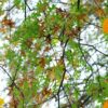 Vara rămâne. Previziuni meteorologice pentru următoarele 4 săptămâni.